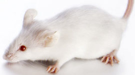 Timeline: Charlie Gordon