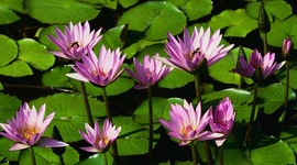 Timeline: vida de flor