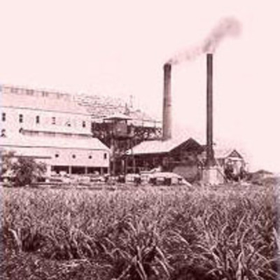 Timeline: Sugar Plantation Immigration