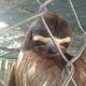 Sloth