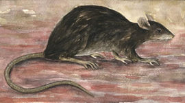 Timeline: medeltiden