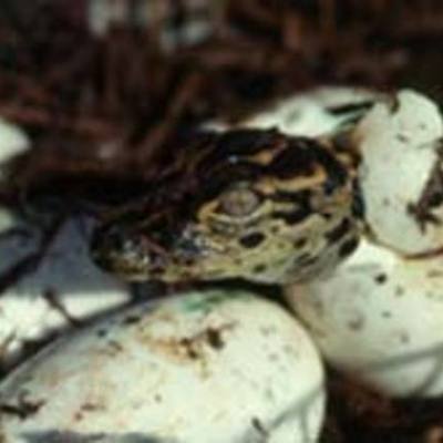 Timeline: 8-10 stages of Alligator life
