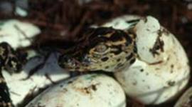 Timeline: 8-10 stages of Alligator life