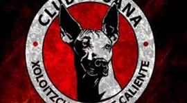 Timeline: Xolos y su paso Libertador