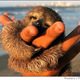 Baby sloth