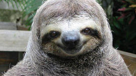 Timeline: crump juwan (sloth)