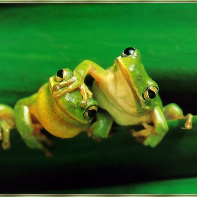 Timeline: Mugan's Biology Page