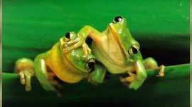 Timeline: Mugan's Biology Page