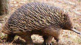 Timeline: Syria After '81