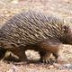 Echidna eh