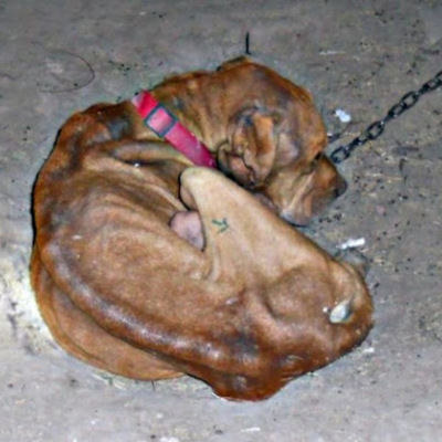 Timeline: Companion Animal Abuse