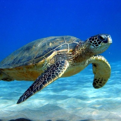 Timeline: The Life Cycle of a Sea Turtle