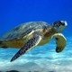 Sea turtle hd wallpaper