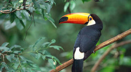 Timeline: 1954-1975 Timeline APUSH by HIstory Rules