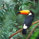 Toco toucan