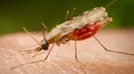 Timeline: Malaria