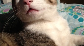 Timeline: 1954-1975 Timeline APUSH by wubzy catloverpudding (Sarah Lopez)