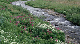 Timeline: The Stream