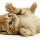1562 cute little cat