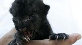 Timeline: 1954-1975 Timeline APUSH by TheBlackPanther