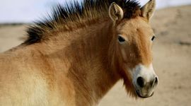 Timeline: Timeline of Horseslaughter