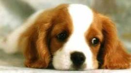 Timeline: animal abuse