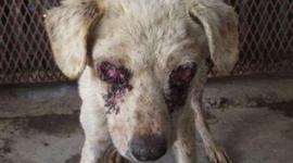 Timeline: Mutilan a perro en Ensenada