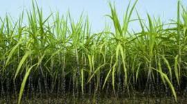 Timeline: Sugar Plantation Immigration