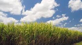 Timeline: Sugar plantation immigration