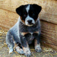 Australian cattle dog