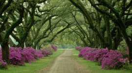 Timeline: Kay Lyn's Timeline