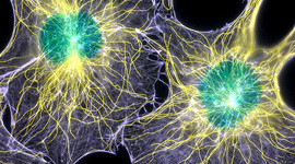Timeline: History of Cell Theory