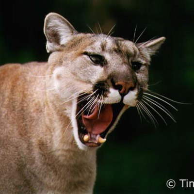 Timeline: Tyler's Road Of Glory