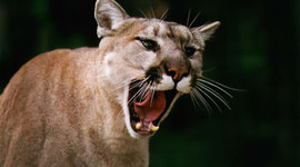 Timeline: Tyler's Road Of Glory