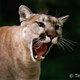 Cougar