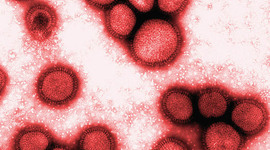 Timeline: Spanish Influenza