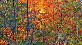 Timeline: The 13th Century By: Tamara Carter