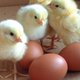 Chicks