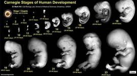 Timeline: The Way of Life by Jesus Guzman