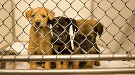 Timeline: Si Se Puede Project Timeline