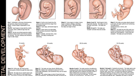 Timeline: Raymond & Josh, Fetal Development