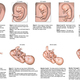 Starting fetal picture
