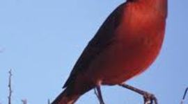 Timeline: Major Events In North Carolina