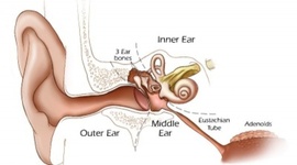 Timeline: Hearing Development from Birth