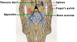 Timeline: Prenatal Immune System Development