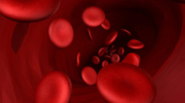 Timeline: Cardiovascular System During Embryological Development