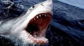 Timeline: Shark Evolution