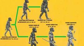 Timeline: EVOLUCIÓN DEL HOMBRE