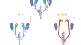 Timeline: Embryological Development of Reproductive System
