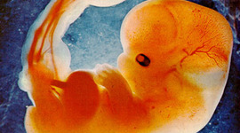 Timeline: Development of Hearing in Utero